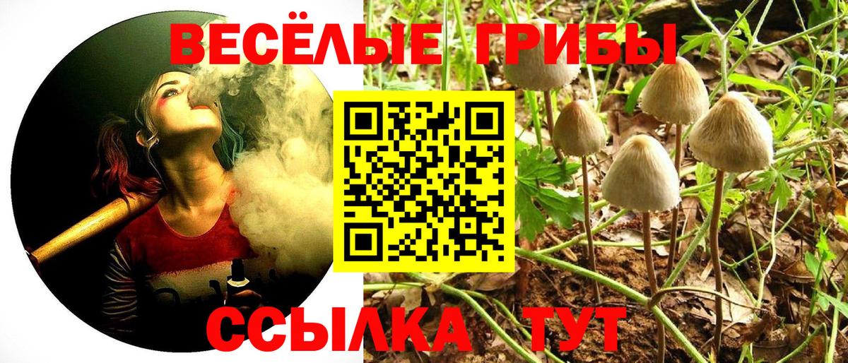 Псилоцибиновые грибы Psilocybine cubensis Малгобек